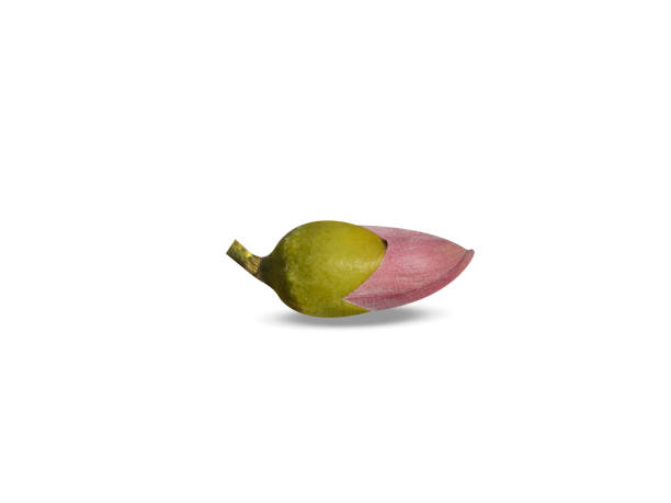 Bombax ceiba or simal flower buds on white background