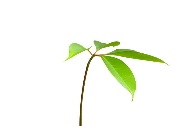 Bombax ceiba or simal leaves on white background