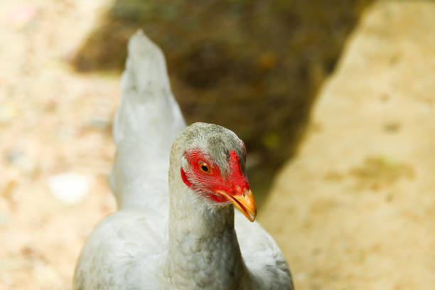 Rooster