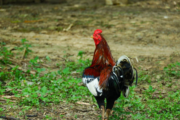 photography of kampong chickens roam the yard