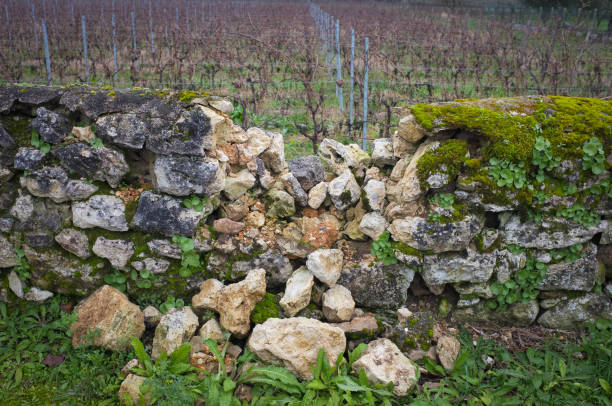 Vineyard in the rustic wine producing countryside surrounding the town of Saint-Emilion, France
