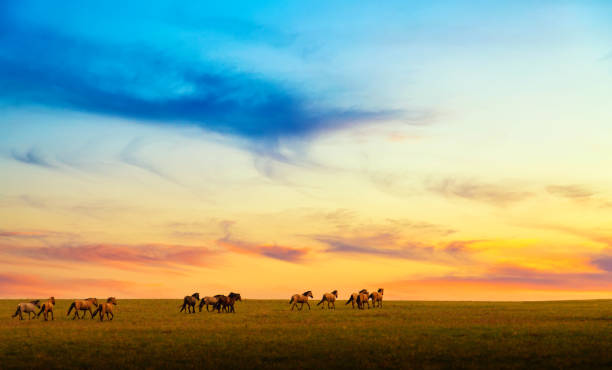 istock Horses running against beautiful sunset sky in summer 2178309066