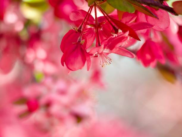 Horizontal closeup photo of tiny green and bronze coloured leaves and vibrant pink flowers growing on the branches of a Crabapple tree in Spring. Soft focus background.