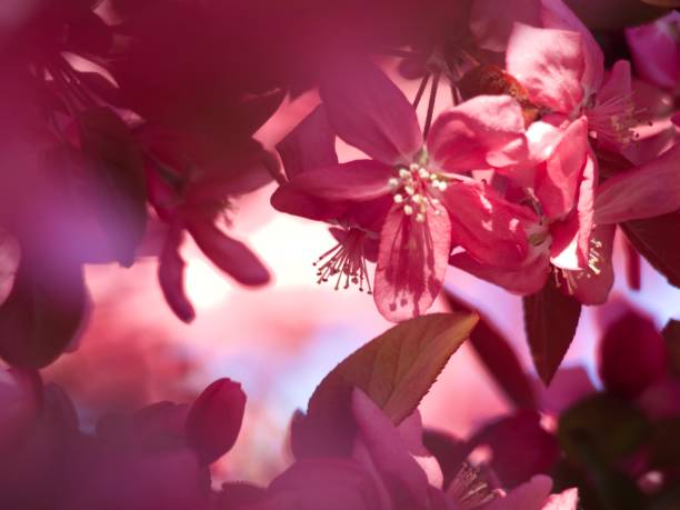Horizontal closeup photo of tiny green and bronze coloured leaves and vibrant pink flowers growing on the branches of a Crabapple tree in Spring. Soft focus background.