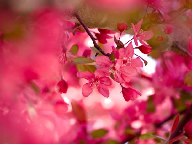 istock Dark Pink Flowers on a Crabapple Tree 2178309455