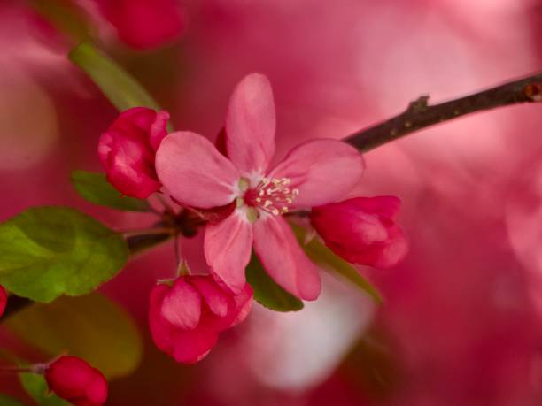 Horizontal closeup photo of tiny green and bronze coloured leaves and vibrant pink flowers growing on the branches of a Crabapple tree in Spring. Soft focus background.