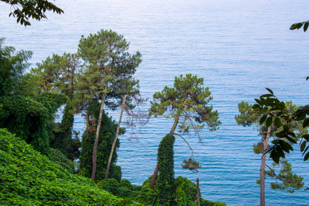 black sea stock photo