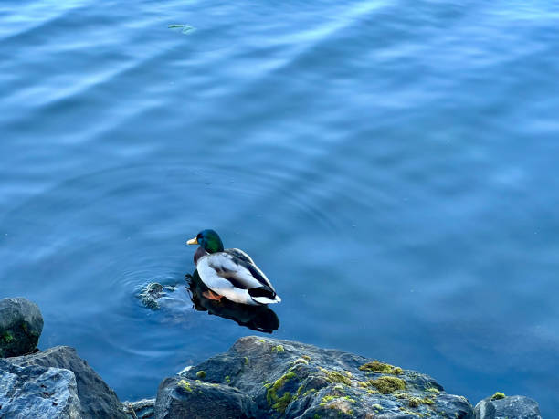 Duck on the lake