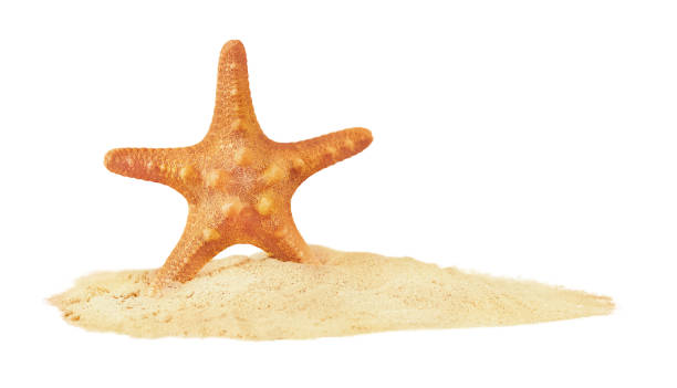 istock orange starfish standing on sand isolated on white background 2178312554