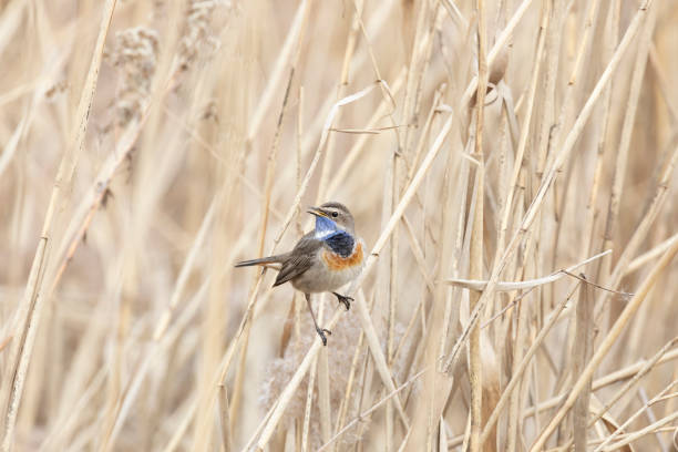 istock Male Bluethroat sitting on reeds close up 2178313769