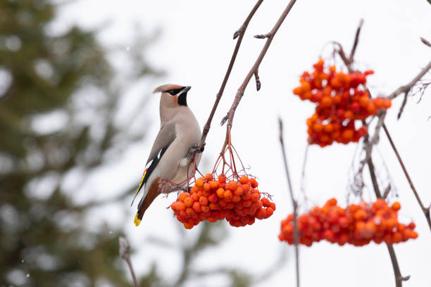 waxwing winter passerine bird feeding on berries
