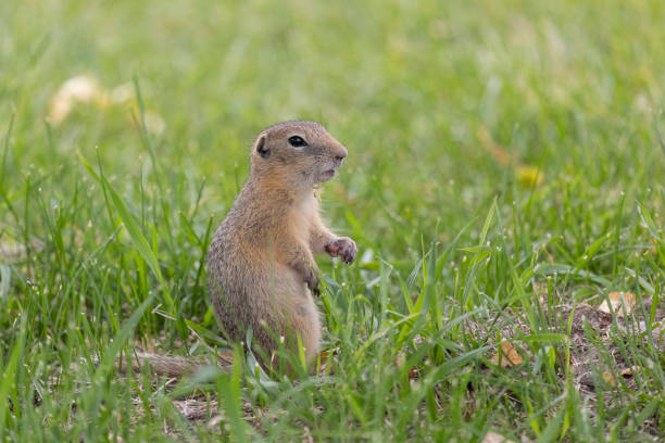 Gopher stands in the grass on a summer day