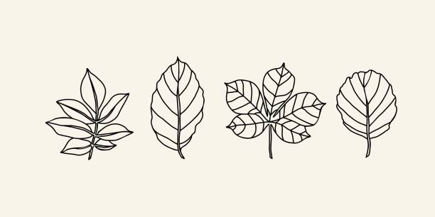 Line art leaves collection Hand drawn elder, beech, chestnut, alder alder tree drawing stock illustrations