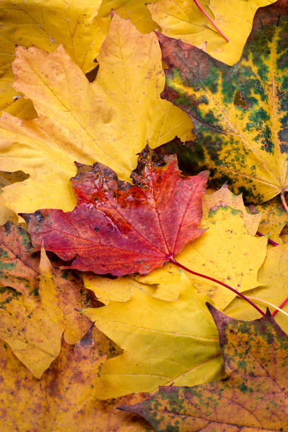 istock Autumn colors, discolorations on the leaves 2178315785