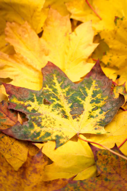 istock Autumn colors, discolorations on the leaves 2178315803