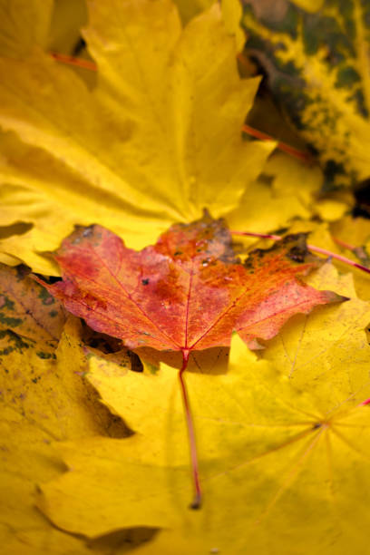 Autumn maple leaf isolated on white background. Fall season foliage