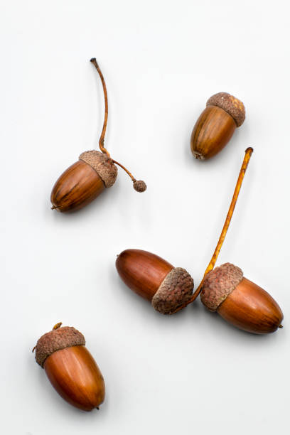 istock Colorful autumn composition, oak acorns 2178315884