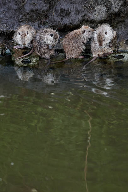 istock Three nutria sit on the riverbank, grooming each other and interacting naturally. The muddy bank and reflections on the water create a scene that emphasizes their social behavior in the wild. The animals' wet fur adds texture to the image. 2178318431