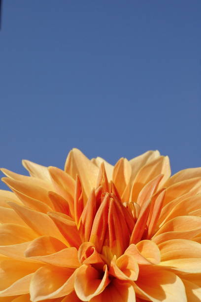 Dahlias are in full bloom in Nara Prefecture, Japan.