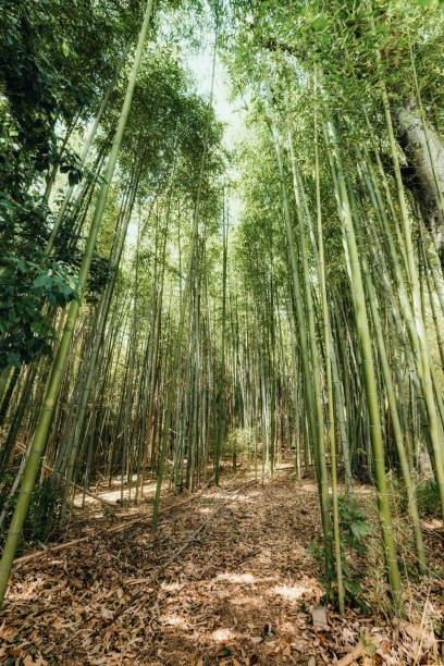 istock Bamboo grove in Okayama Prefecture, Japan 2178320502