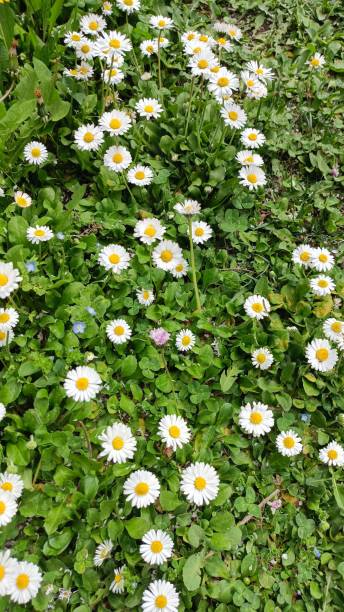 istock Close up view of daisies and green grass 2178322540