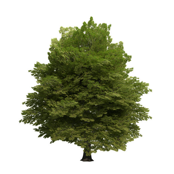beech tree isolated on transparent png background - 3D Illustration