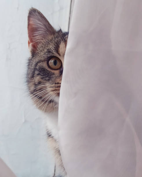istock portrait of a cat 2178327054