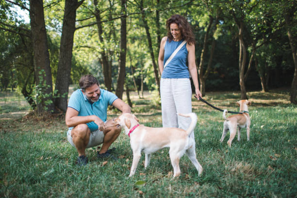 istock Warm Moments with Pets 2178328426