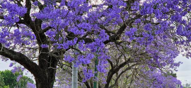 istock Deep purple jacaranda street trees 2178328703