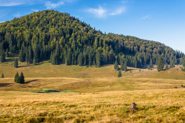 coniferous forest on the hill in autumn. sunny morning. beautiful landscape of apuseni natural park of romania in fall season. scenic outdoor scenery