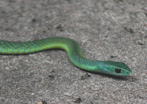 istock Western Natal Green Snake on Grey background 2178330778