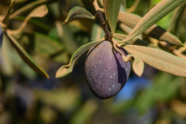 istock Close-up of olives growing on tree 2178330842