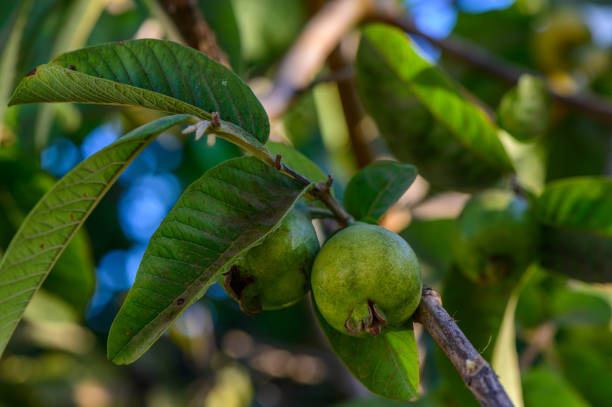 istock Guava, Close-up of Fruit Growing on Tree 2178330860