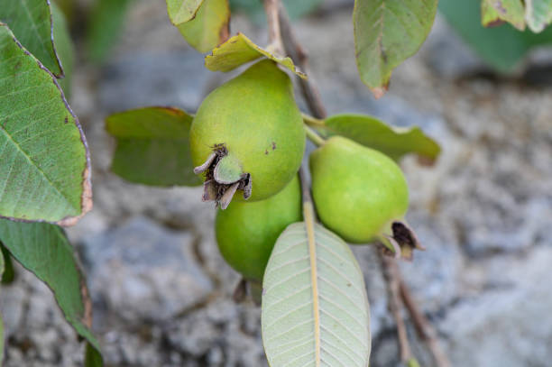 Close-up of fresh green guava fruit in the wild