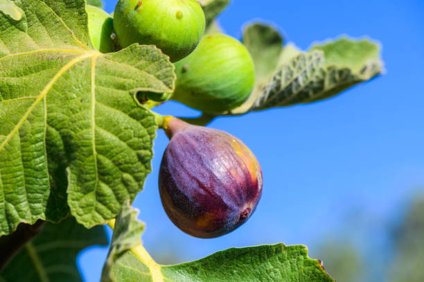 istock Figs on a branch, close-up 2178330881