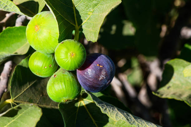 istock A branch of figs on a fig tree 2178330884
