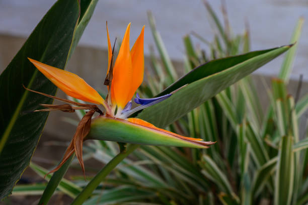 istock Bird of Paradise (Strelitzia reginae) plant in bloom. 2178330951