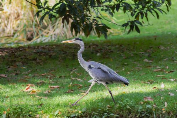 istock grey heron walking on a green lawn, surrounded by trees and dappled sunlight. Germany 2178331025