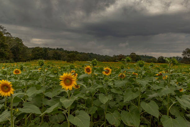 istock Sunflower field on an overcast afternoon 2178331099