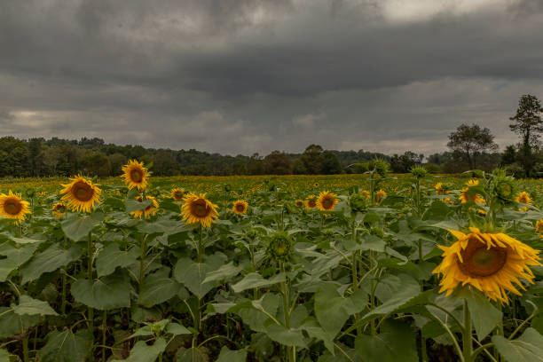 istock Sunflower field on an overcast afternoon 2178331116