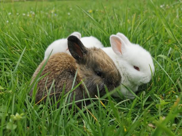 istock small rabbits in the green grass 2178331174