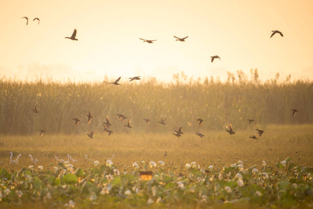istock Ducks Flying Over Lotus Field In Golden Light 2178331431