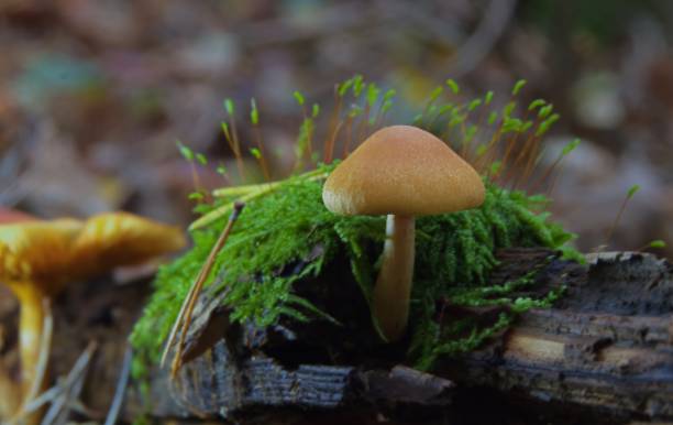 istock galerina light brown mushroom on a rotten tree with green moss closeup macro 2178331862