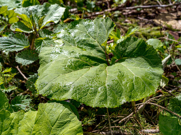 Detail of a mountain butterbur leaf, in the middle of the Asiago forest