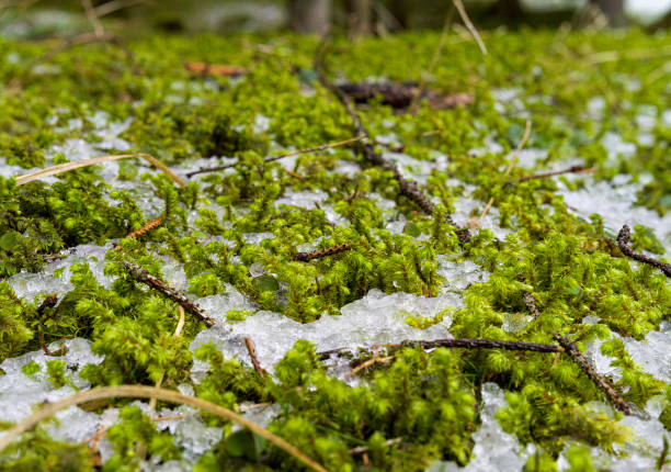 Close up of vibrant green moss covering a tree trunk, creating a textured natural background in a forest setting