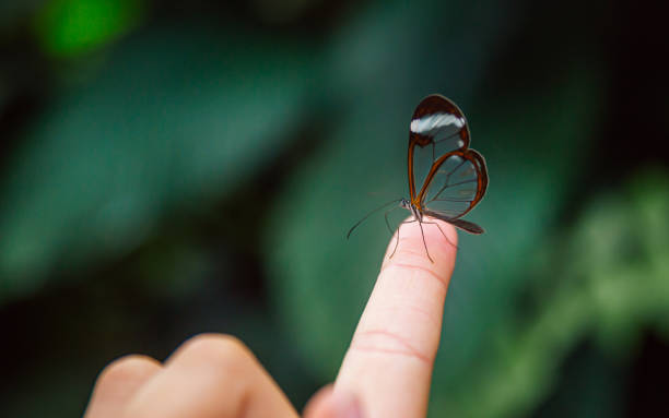 istock Delicate Glasswing Butterfly Resting on Human Finger 2178335003