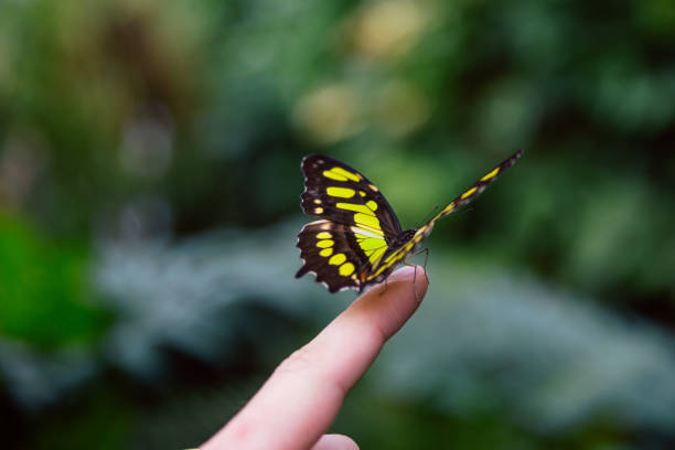 istock Vibrant Butterfly Gently Resting on a Human Finger 2178335004