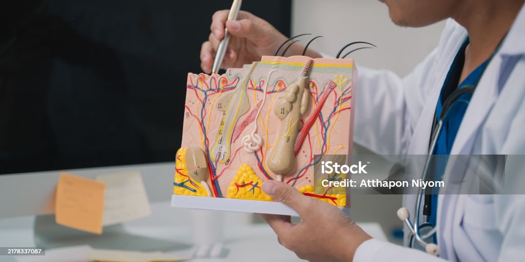 The dermatologist used a model to explain skin anatomy, focusing on the epidermis's structure and the importance of proper care in medicine for maintaining healthy skin. Dermatology Stock Photo The dermatologist used a model to explain skin anatomy, focusing on the epidermis's structure and the importance of proper care in medicine for maintaining healthy skin. Dermatology Stock Photo