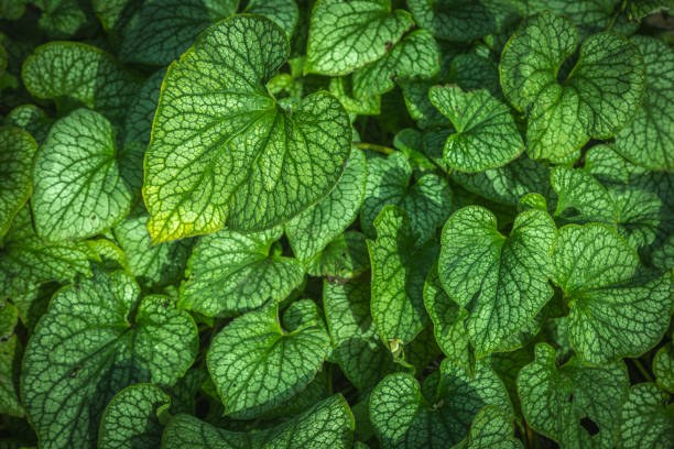 istock Siberian Bugloss Brunnera Macrophylla Leaves Wallpaper: Stunning Large-Leaved Foliage for Elegant Nature-Themed Backgrounds and Wall Art 2178338287