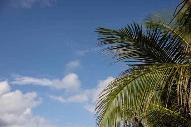A palm tree with a blue sky in the background. The palm tree is tall and has a lot of leaves